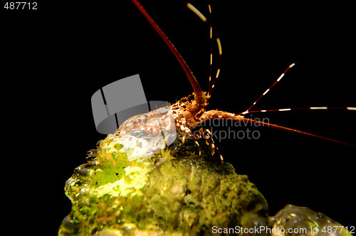 Image of Coral with lobster