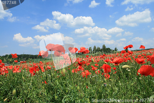 Image of Poppy