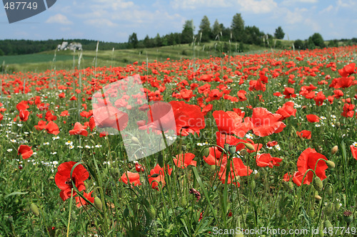 Image of Poppy