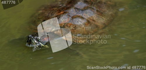 Image of Red-Eared Slider (Trachemys scripta elegans)