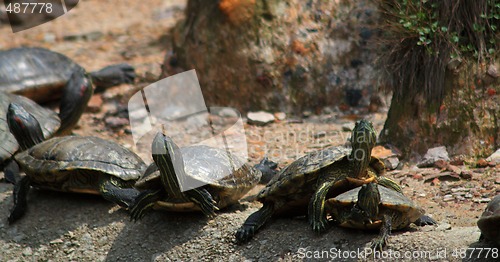 Image of Red-Eared Slider (Trachemys scripta elegans)