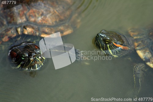 Image of Red-Eared Slider (Trachemys scripta elegans)