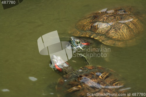 Image of Red-Eared Slider (Trachemys scripta elegans)