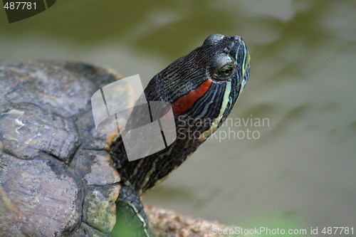 Image of Red-Eared Slider (Trachemys scripta elegans)