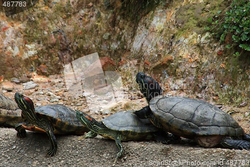 Image of Red-Eared Slider (Trachemys scripta elegans)