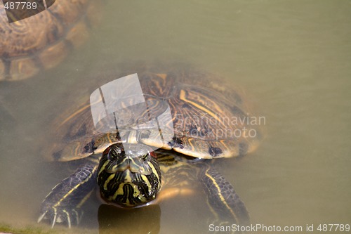 Image of Red-Eared Slider (Trachemys scripta elegans)