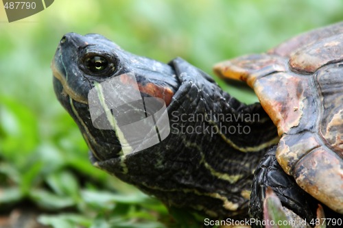 Image of Red-Eared Slider (Trachemys scripta elegans)