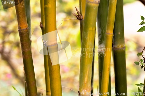 Image of Bamboo