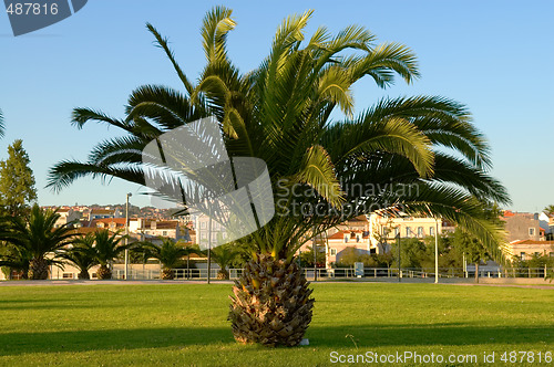 Image of Palm tree