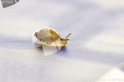 Image of Small snail