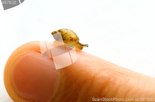 Image of Small snail