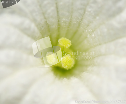 Image of Closeup of white flower