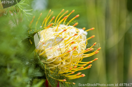 Image of Yellow blooming protea pincushion