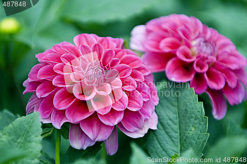 Image of Pink dahlia flowers