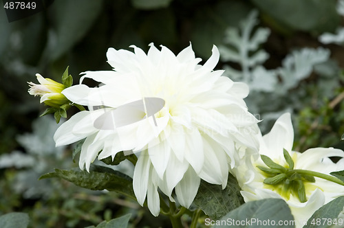 Image of Blooming dahlia flower