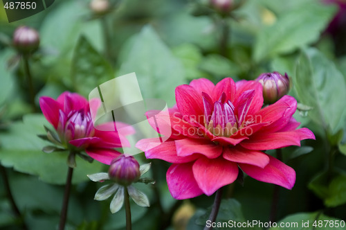 Image of Blooming dahlia flowers