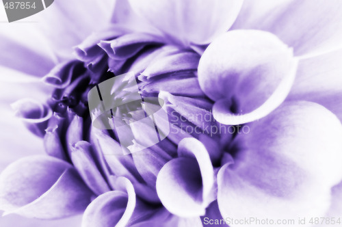 Image of Dahlia flower closeup