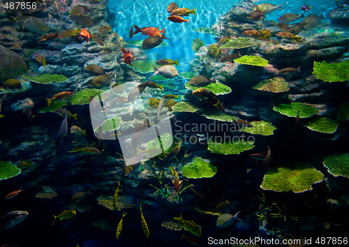 Image of Corals with fish