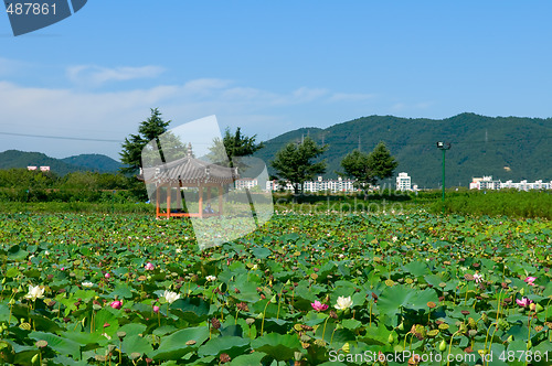 Image of Lotus pond