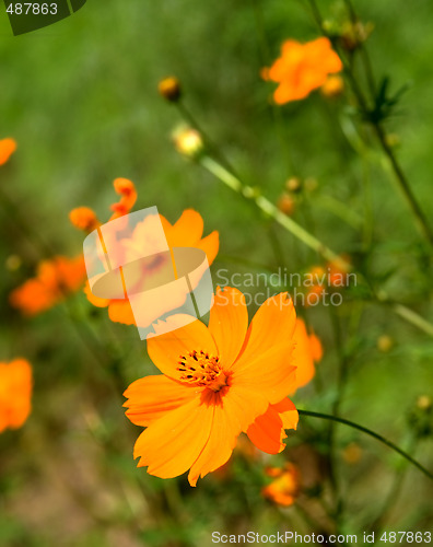 Image of Orange marguerite