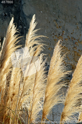 Image of Bulrush against sunlight