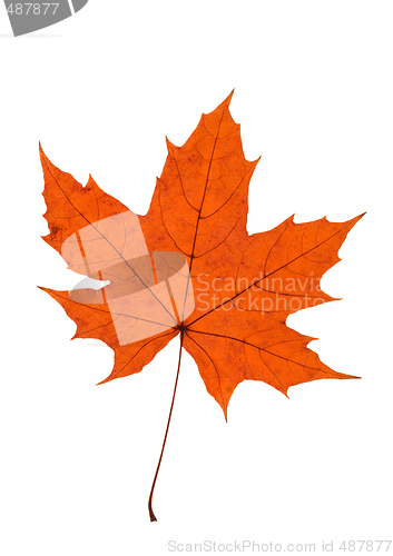 Image of Maple Leave