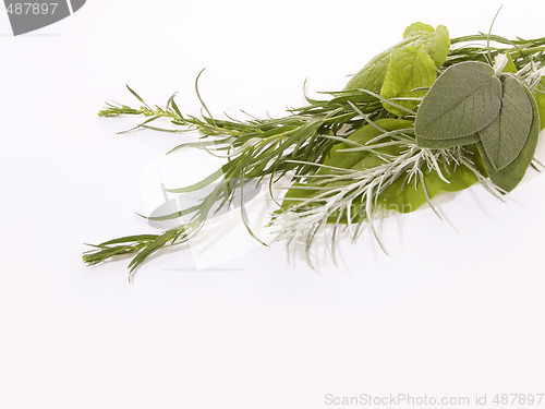 Image of Fresh Herbs