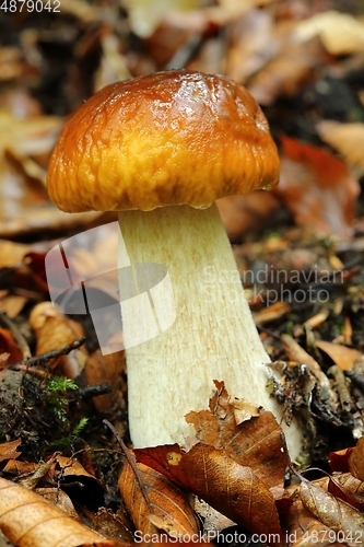 Image of Boletus edulis.