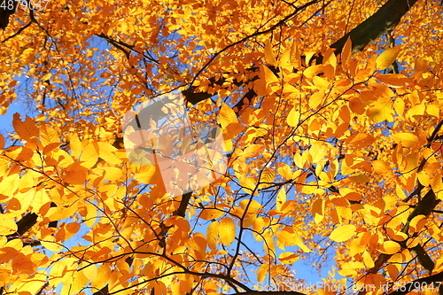 Image of Hornbeam leaves.