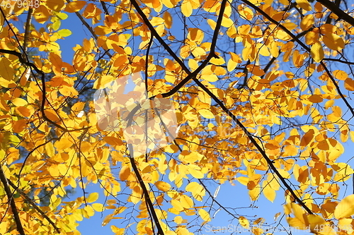 Image of Autumn leaves.