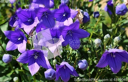 Image of Bluebell flowers.