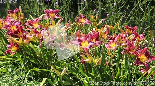 Image of Day lily.