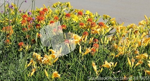 Image of Day lily.