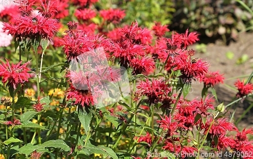 Image of Monarda.