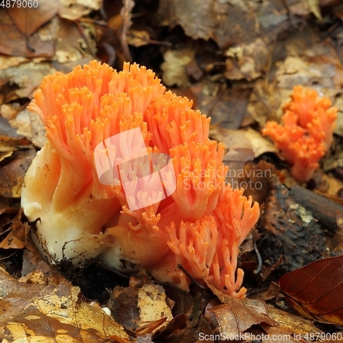 Image of Ramaria botrytis.