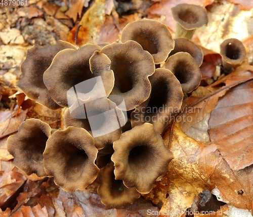 Image of Craterellus cornucopioides.