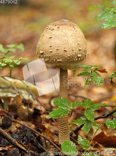 Image of Macrolepiota procera, parasol mushroom.