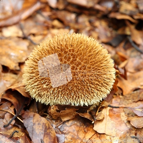 Image of Lycoperdon echinatum.