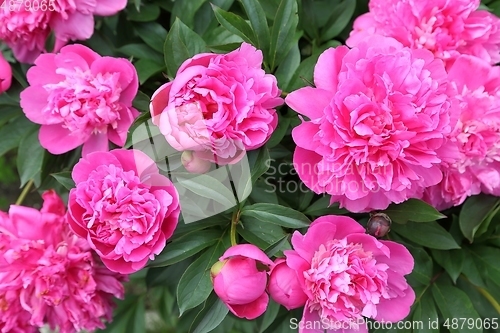 Image of Peonies.