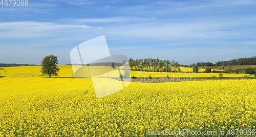 Image of Blooming rape fields.