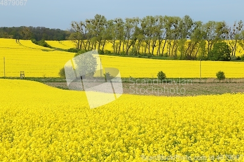 Image of Blooming rape fields.