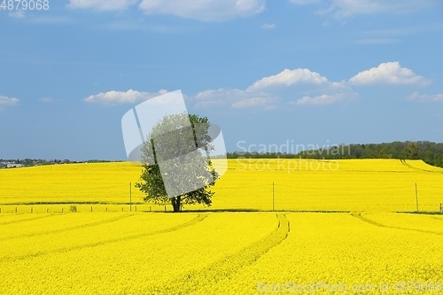 Image of Blooming rape fields.