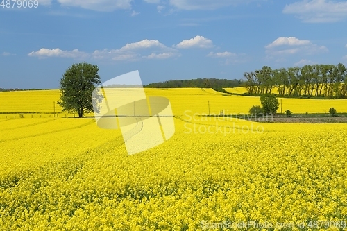 Image of Blooming rape fields.