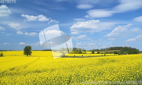 Image of Blooming rape fields.