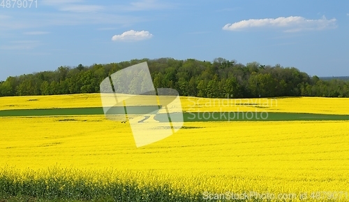 Image of Blooming rape fields.