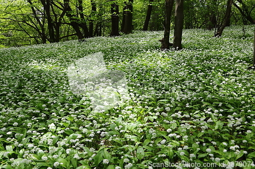 Image of Ramsons.