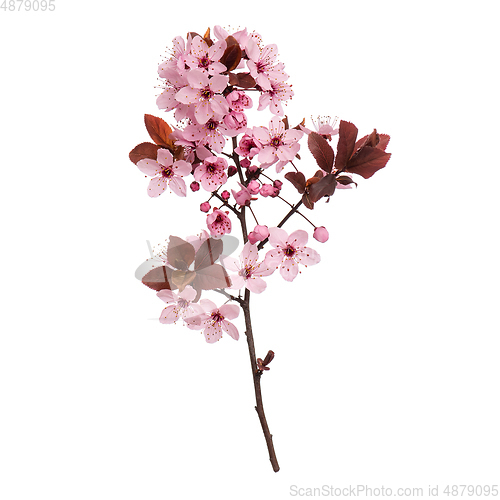 Image of Spring tree branch with flowers on white