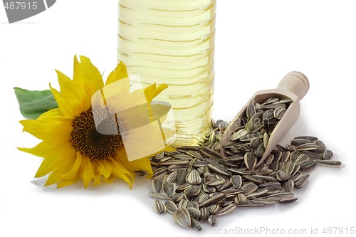 Image of Sunflower Seeds with Blossom and Oil