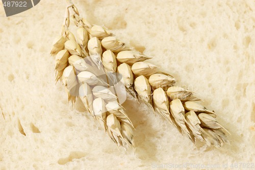 Image of Wheat on Toast