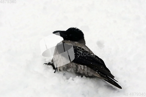 Image of Hooded Crow, Corvus Cornix, Bathing in Freshly Fallen Snow